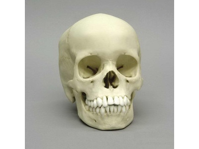 Human Skull for sale .